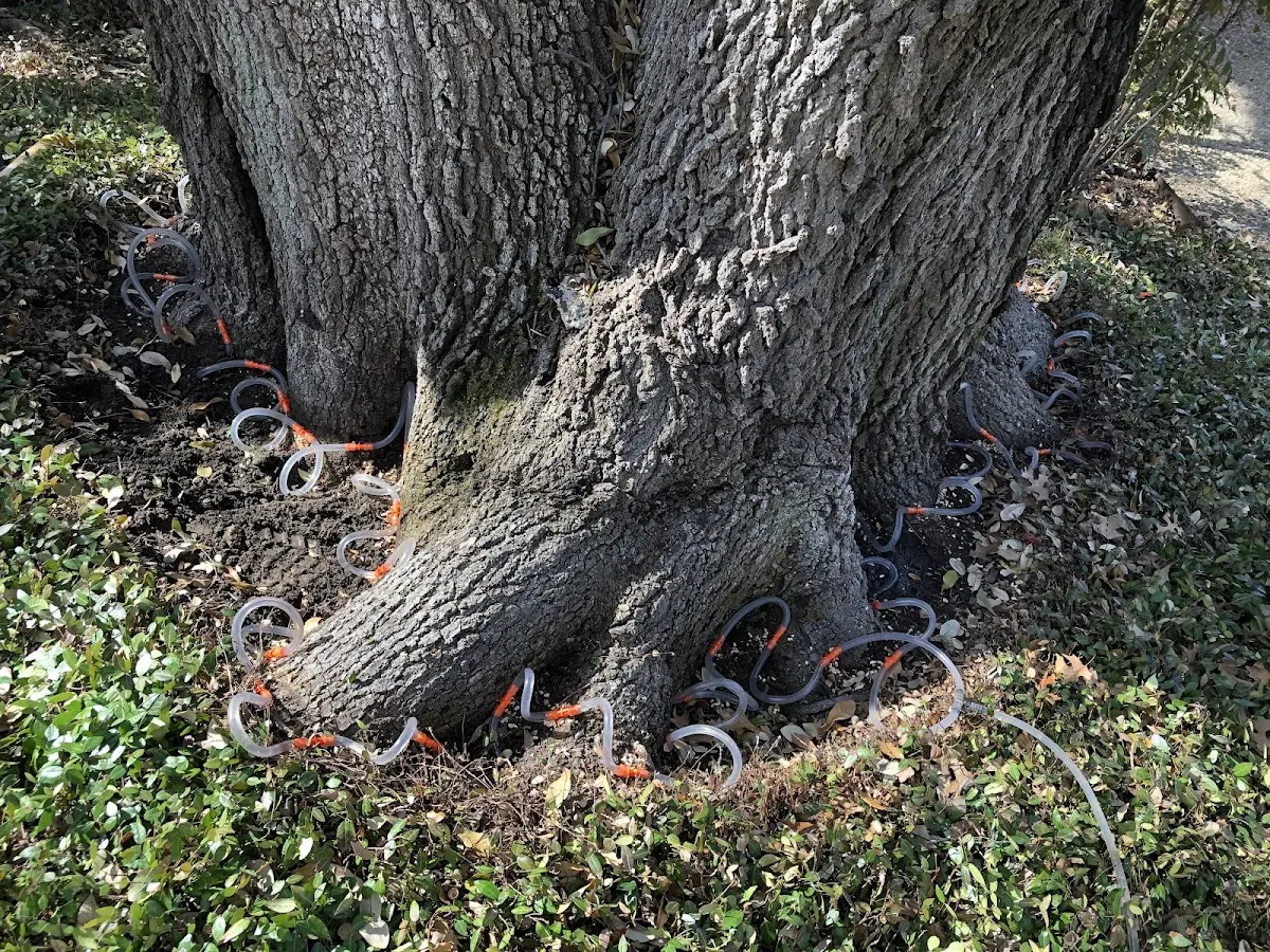 Detailed Tree Cabling and Bracing job site in Liberty Mills