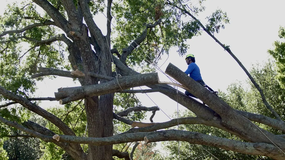 Professional Hazardous Tree Removal performed by certified arborists in Liberty Mills