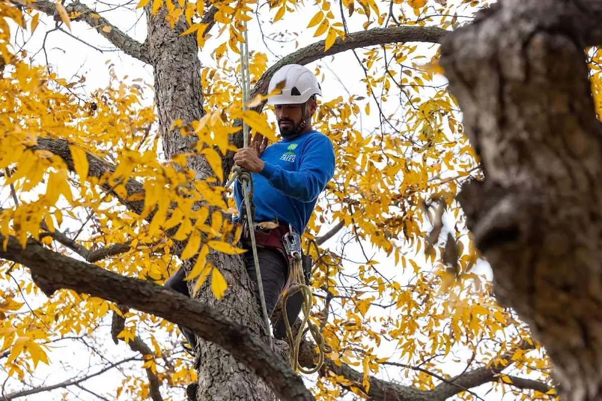 Skilled Tree Transplanting crew working in Liberty Mills