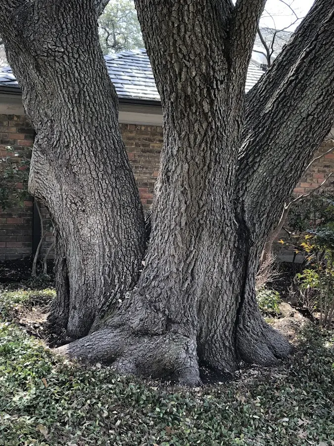 Mature heritage tree close to a Liberty Mills property cared for by certified arborists